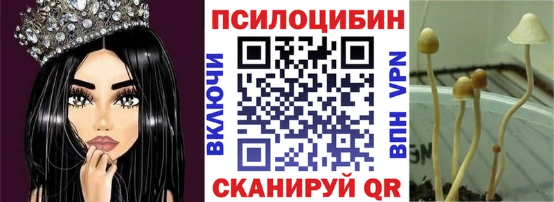 купить   Бузулук  Псилоцибиновые грибы Psilocybe 